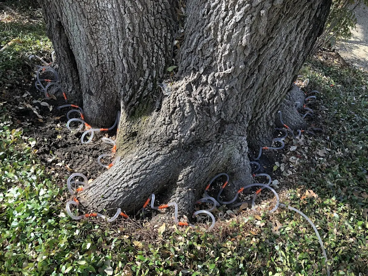 Detailed Shrub and Hedge Trimming job site in Hernando