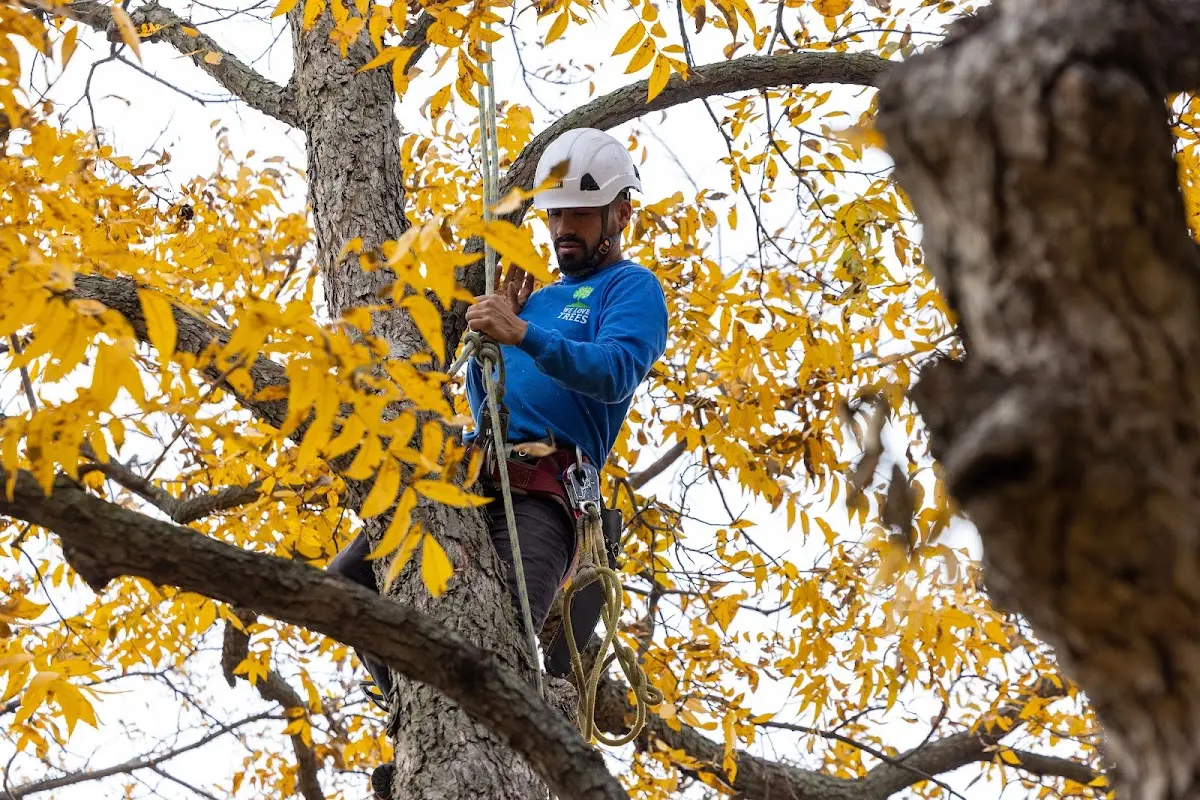 Skilled Storm Damage Cleanup crew working in Hernando